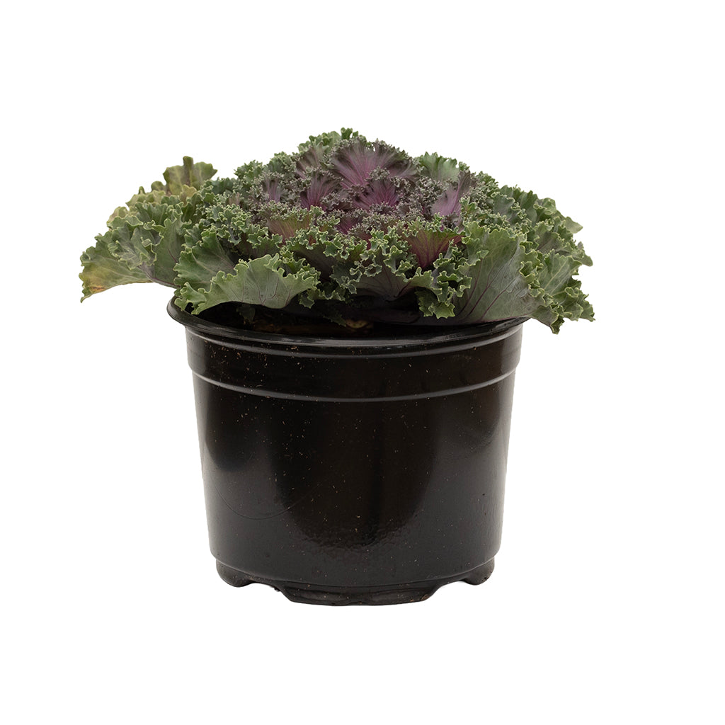 Cabbage and Kale 6"