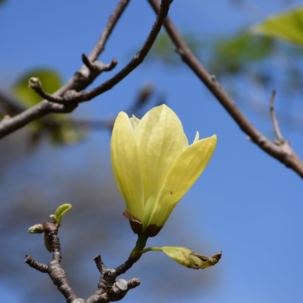 Butterflies Cucumbertree Magnolia