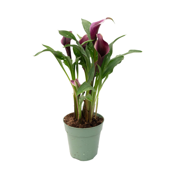 Calla Lily - Sheridan Nurseries
