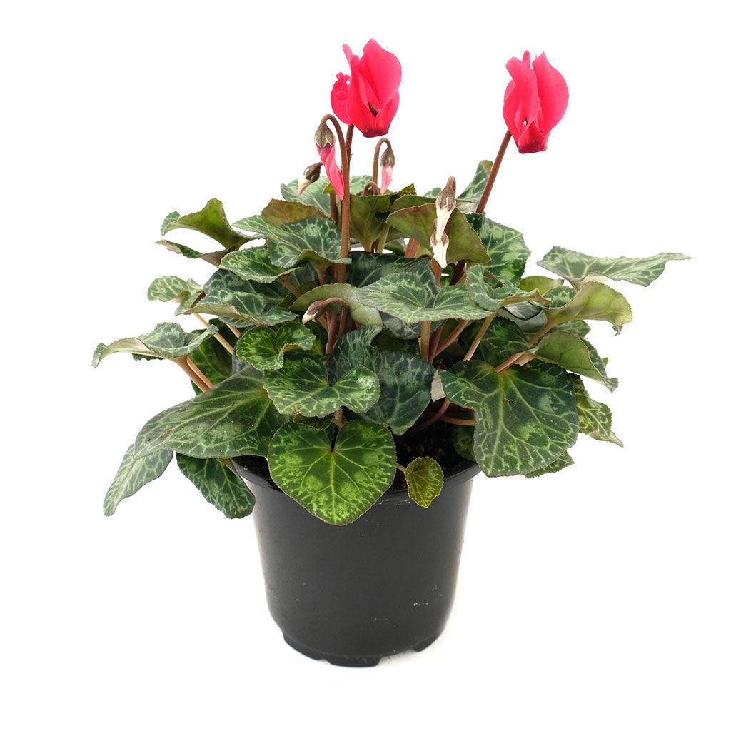 Cyclamen 4.5"