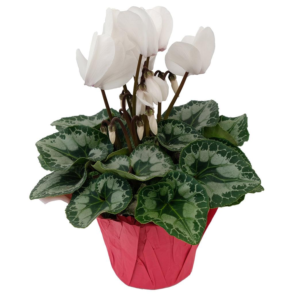 Cyclamen 6"