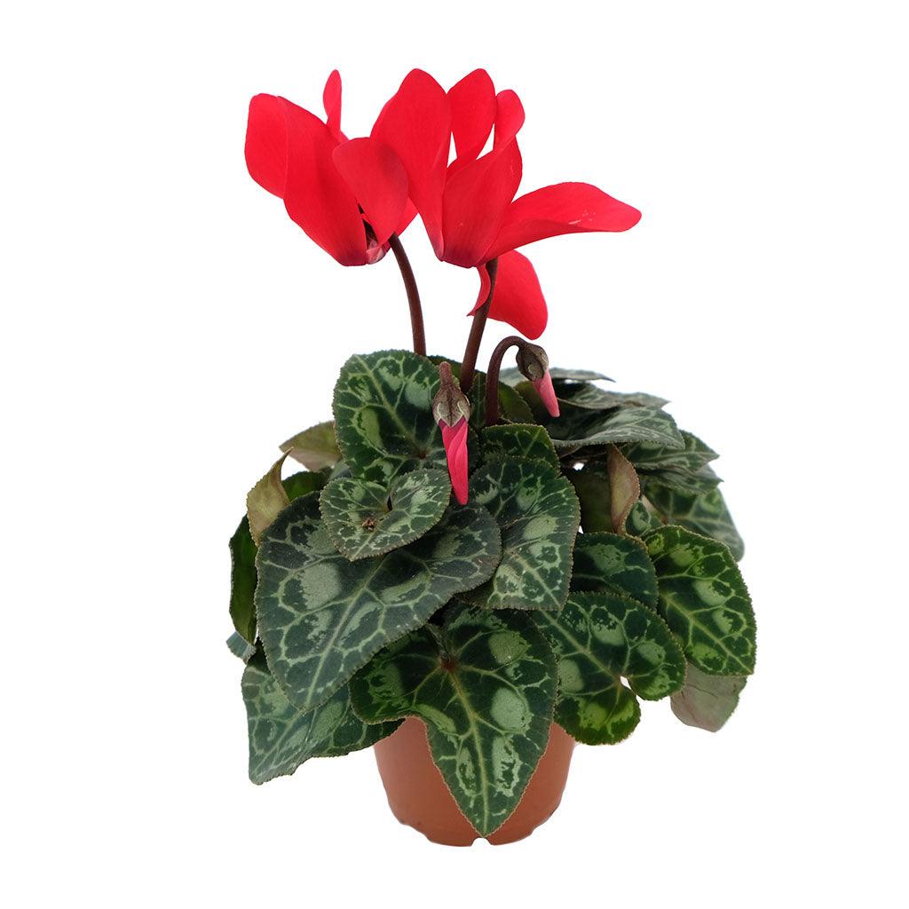 Cyclamen 2.5"