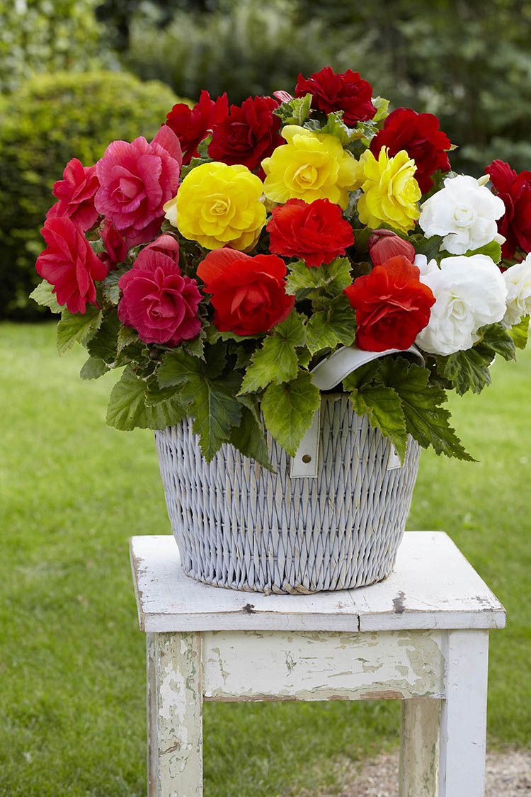 Begonia Bulb - Camelia Double Mix 6/up, 3/Pkg