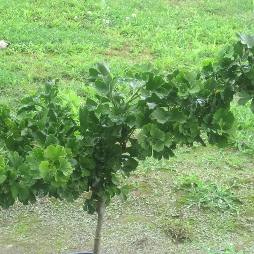 Troll Ginkgo