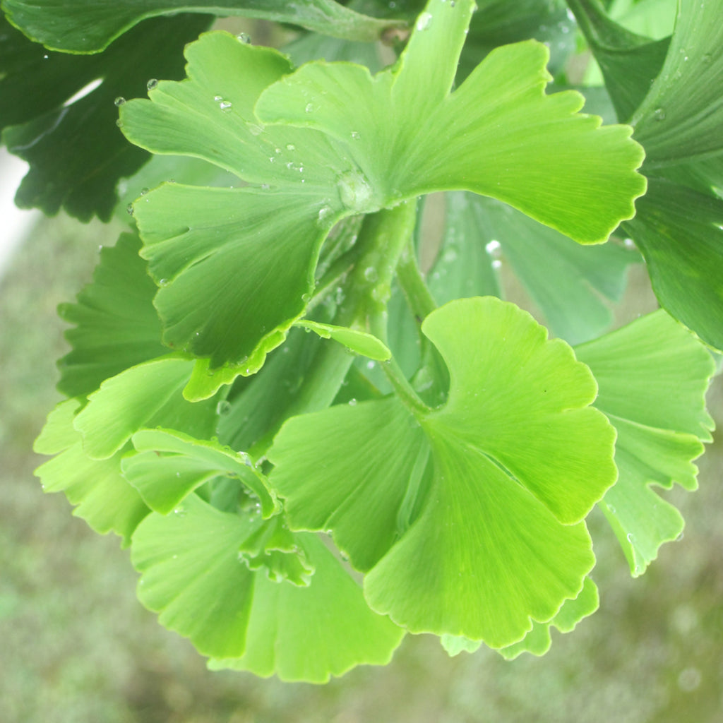 Troll Ginkgo