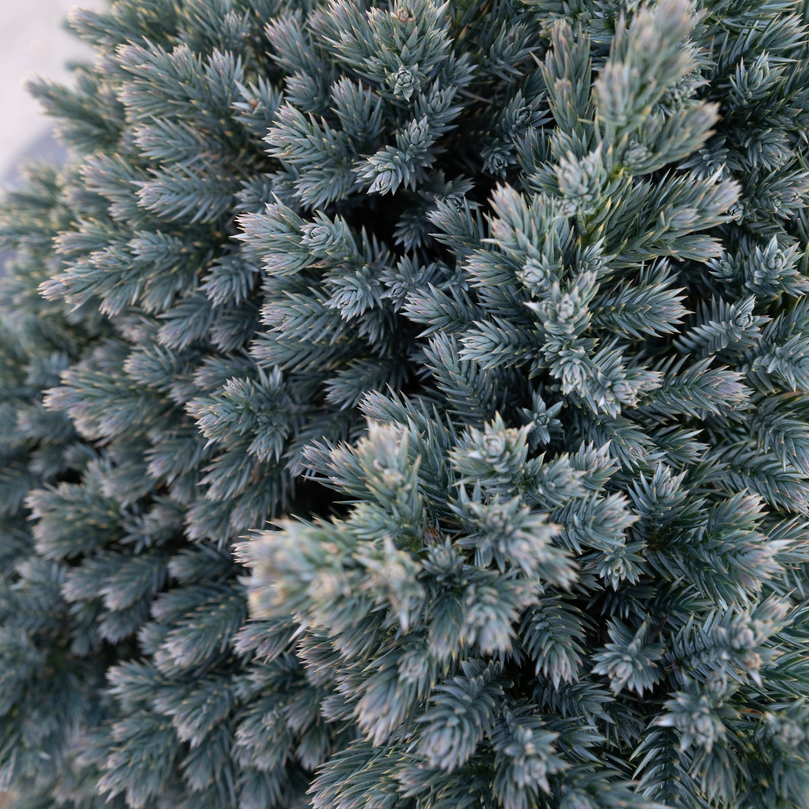 Blue Star Juniper # 3 Container