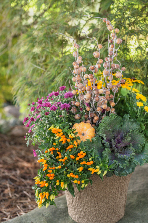 Aurora Garden Centre Make It & Take It: Fall Planter