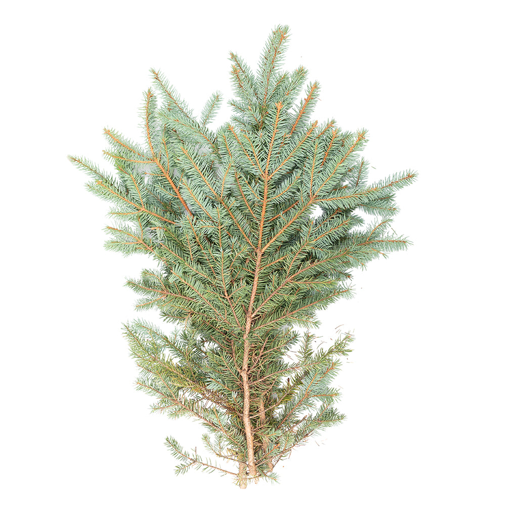 Colorado Blue Spruce  Bough