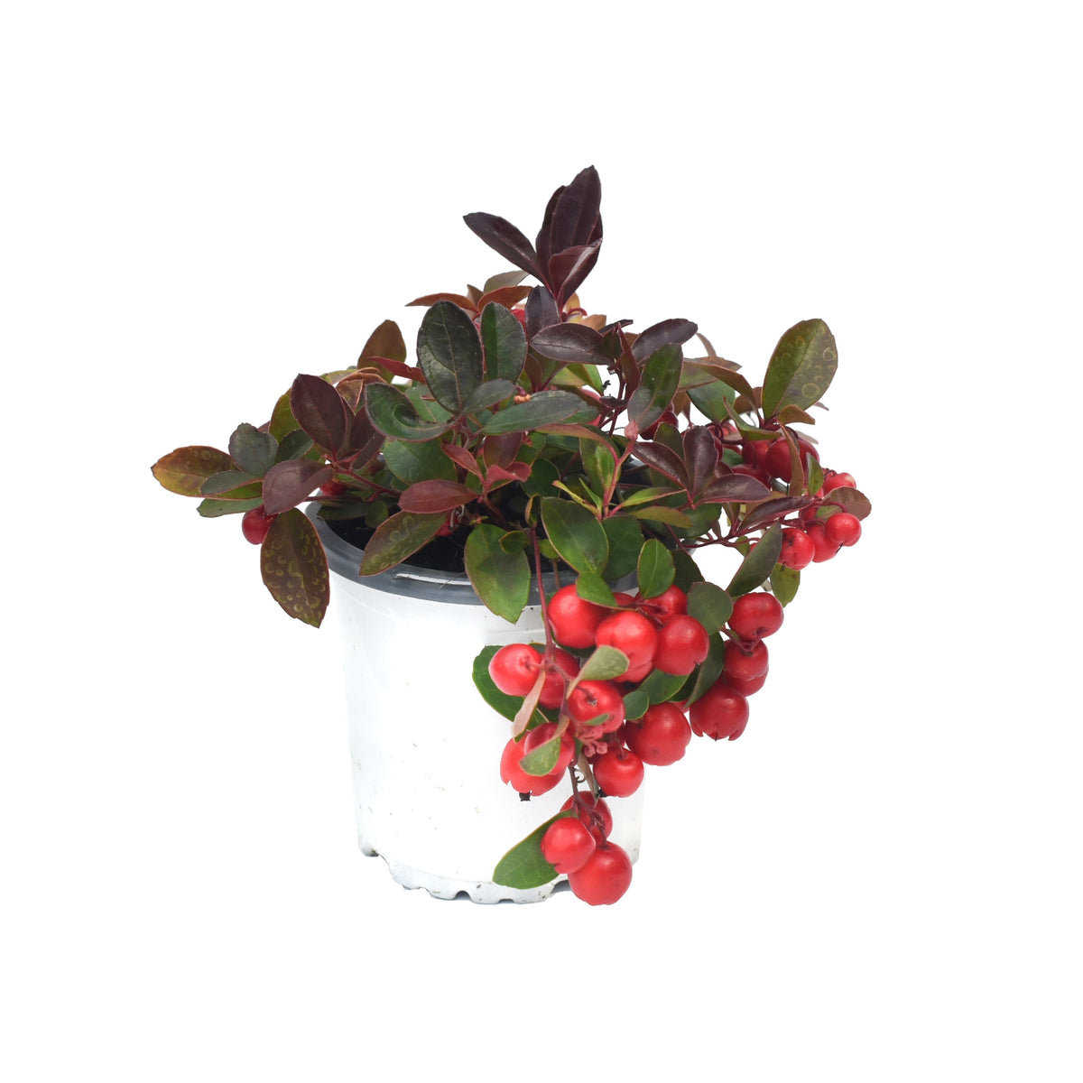 Gaultheria 4&quot;