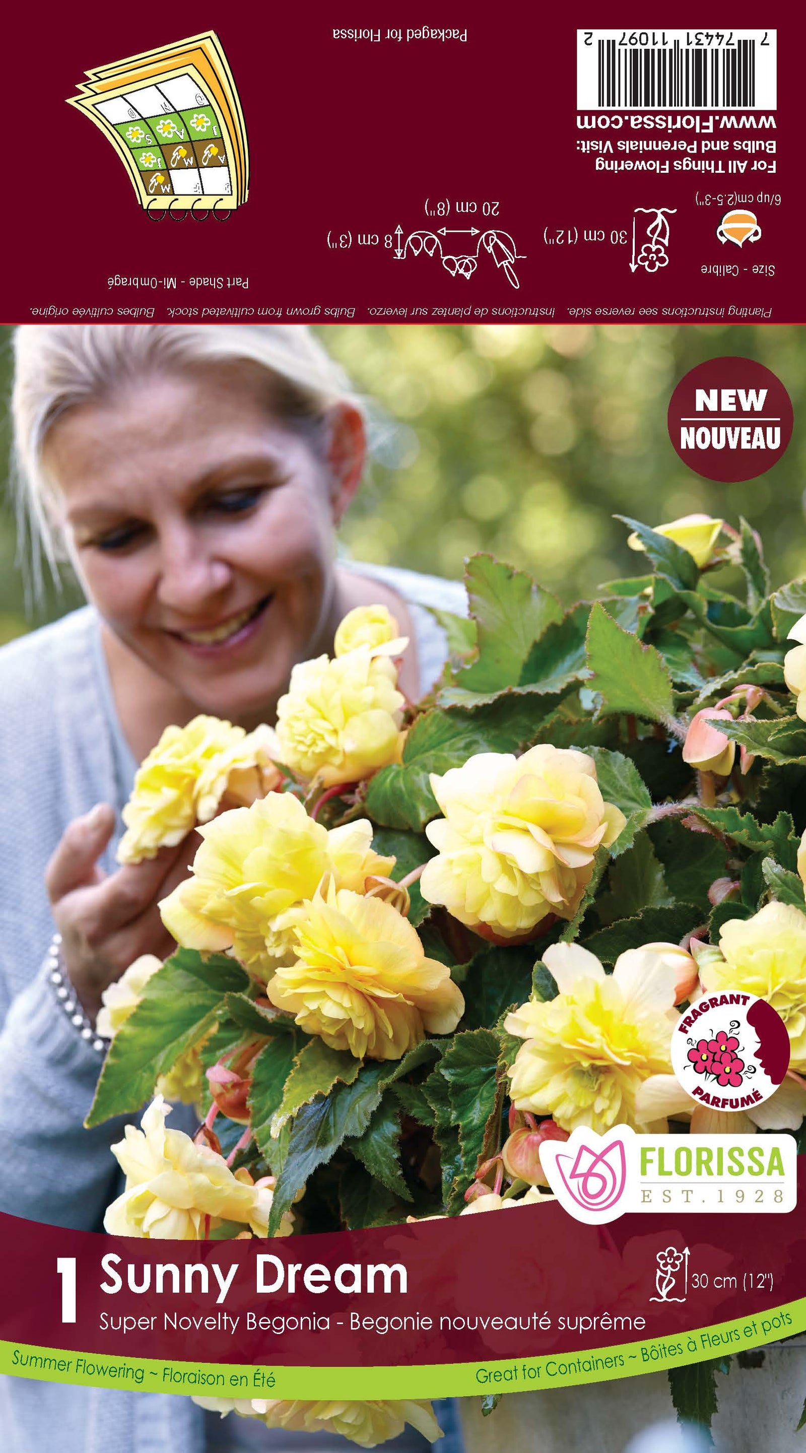 Begonia Bulb - Novelty Sunny Dream Fragrant 1/Pkg