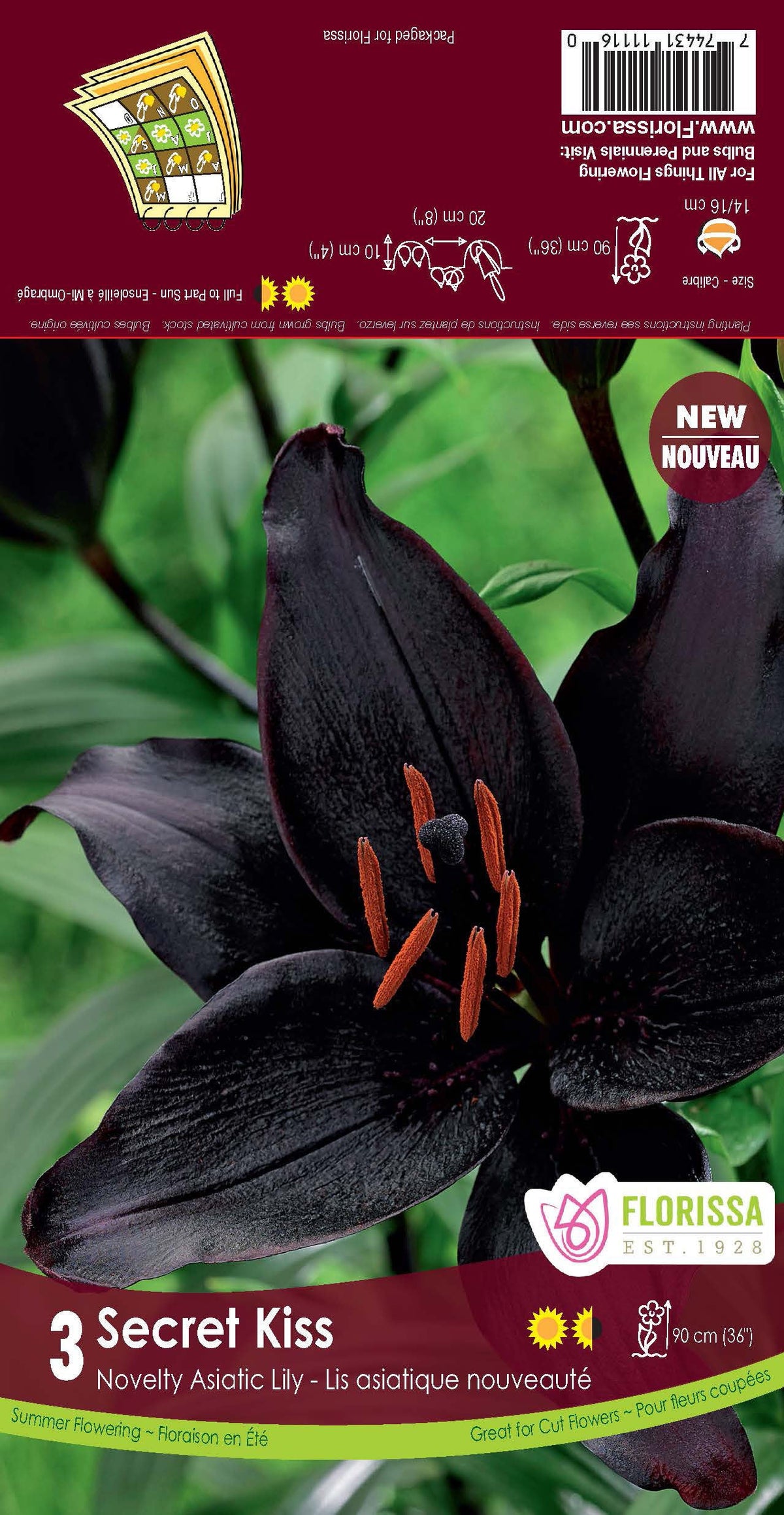 Asiatic Lily Secret Kiss 3/PK