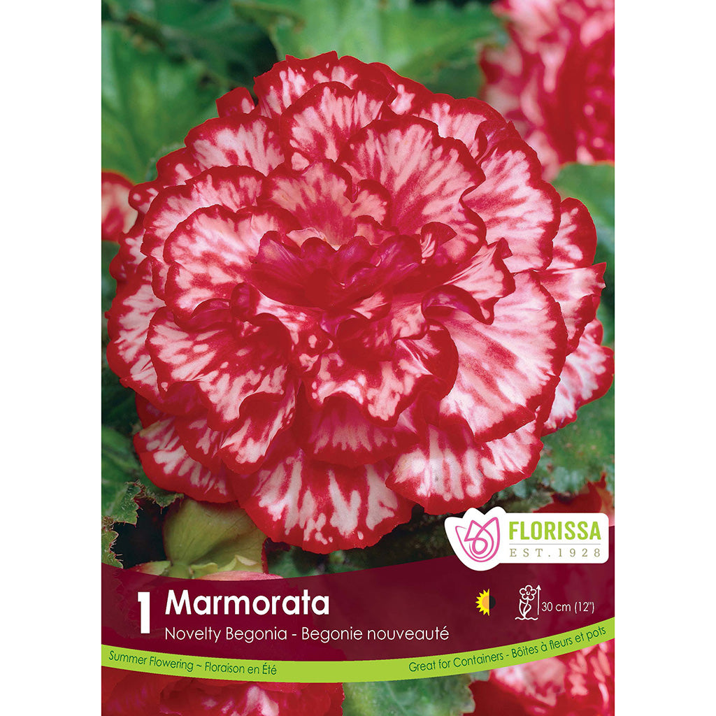 Begonia Bulb - Novelty Marmorata