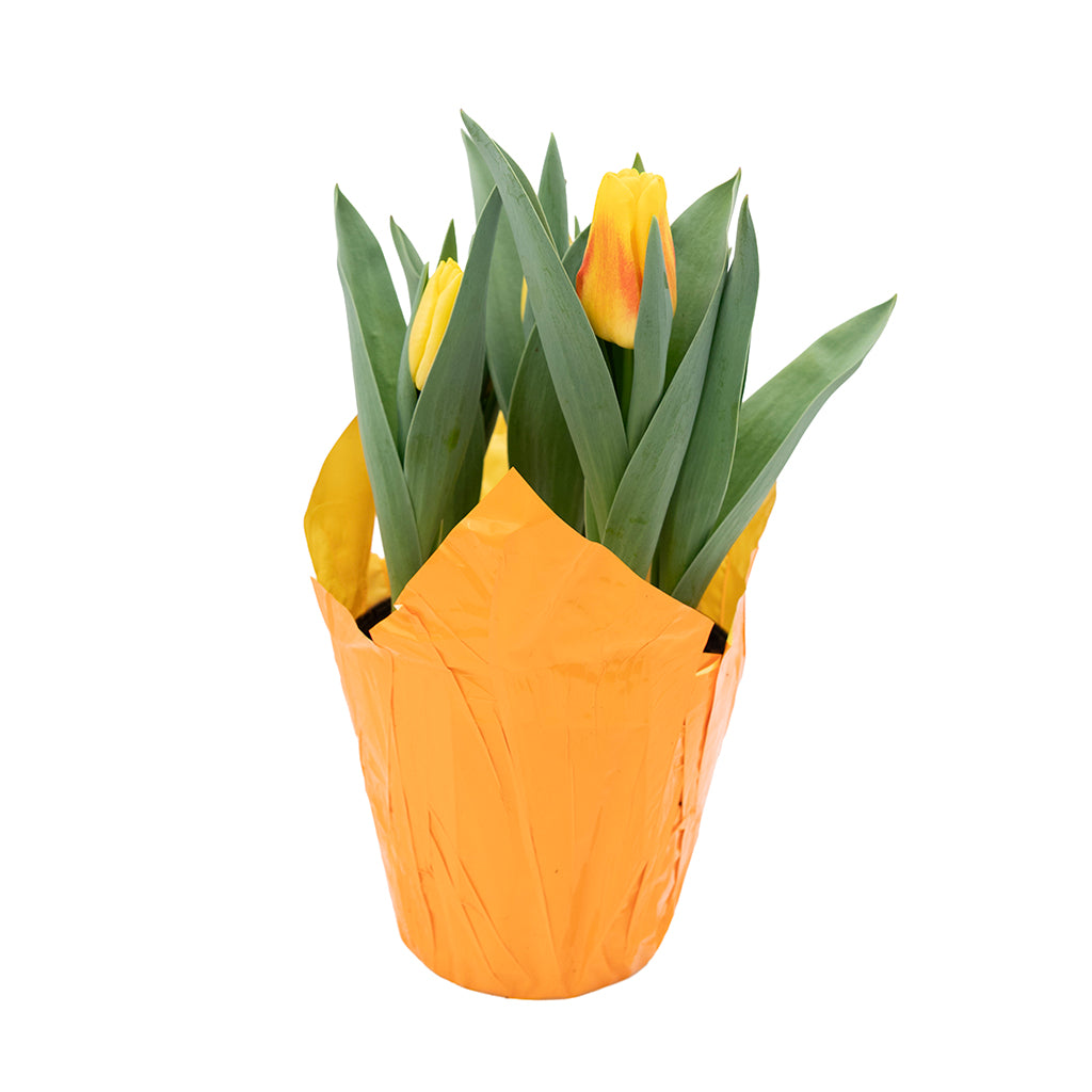 Potted Bulbs Tulip 6"