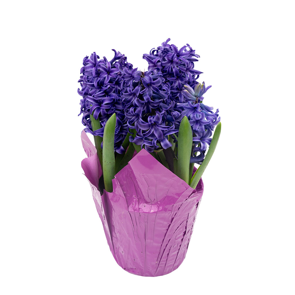 Potted Bulbs Hyacinth 6"