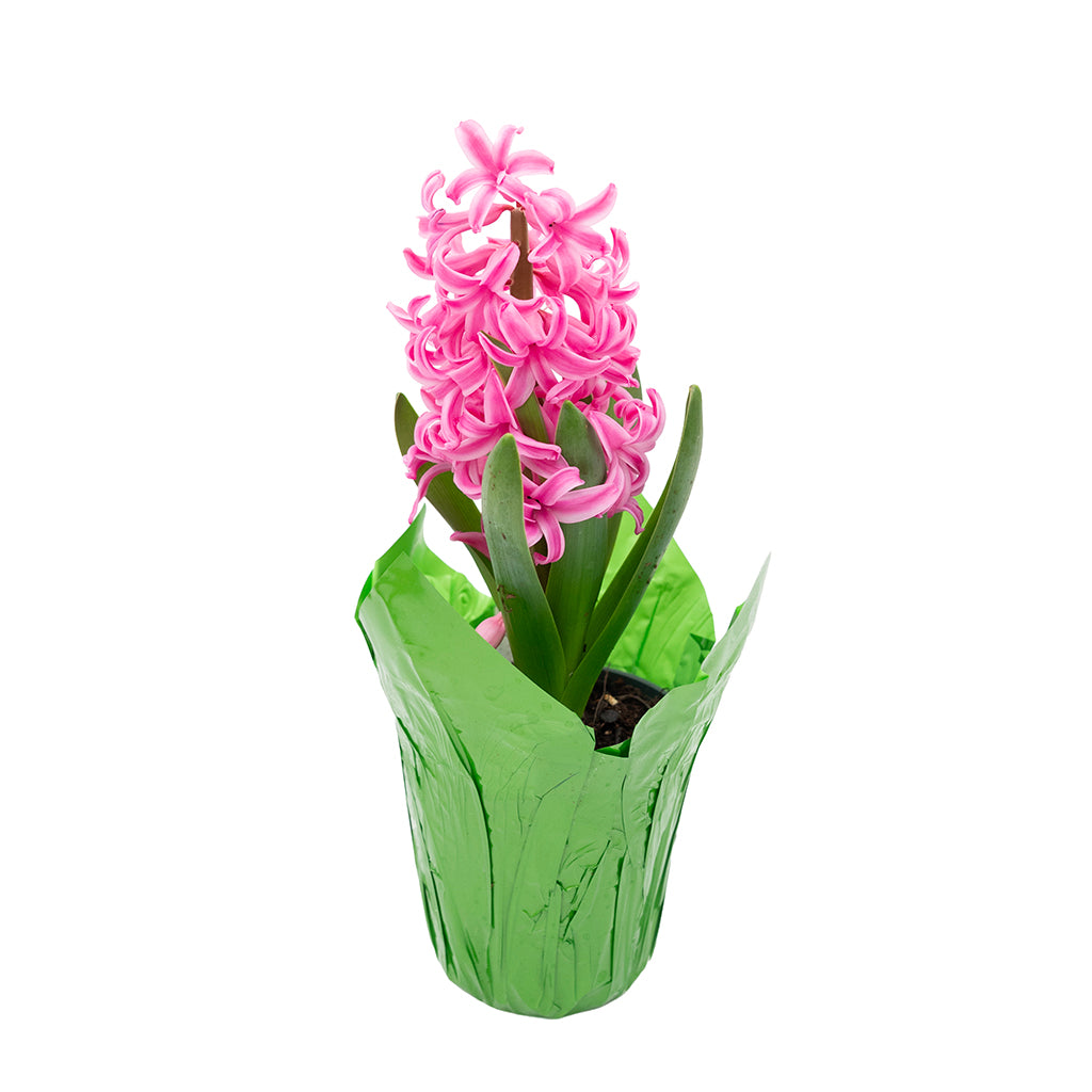Potted Bulbs Hyacinth 4"