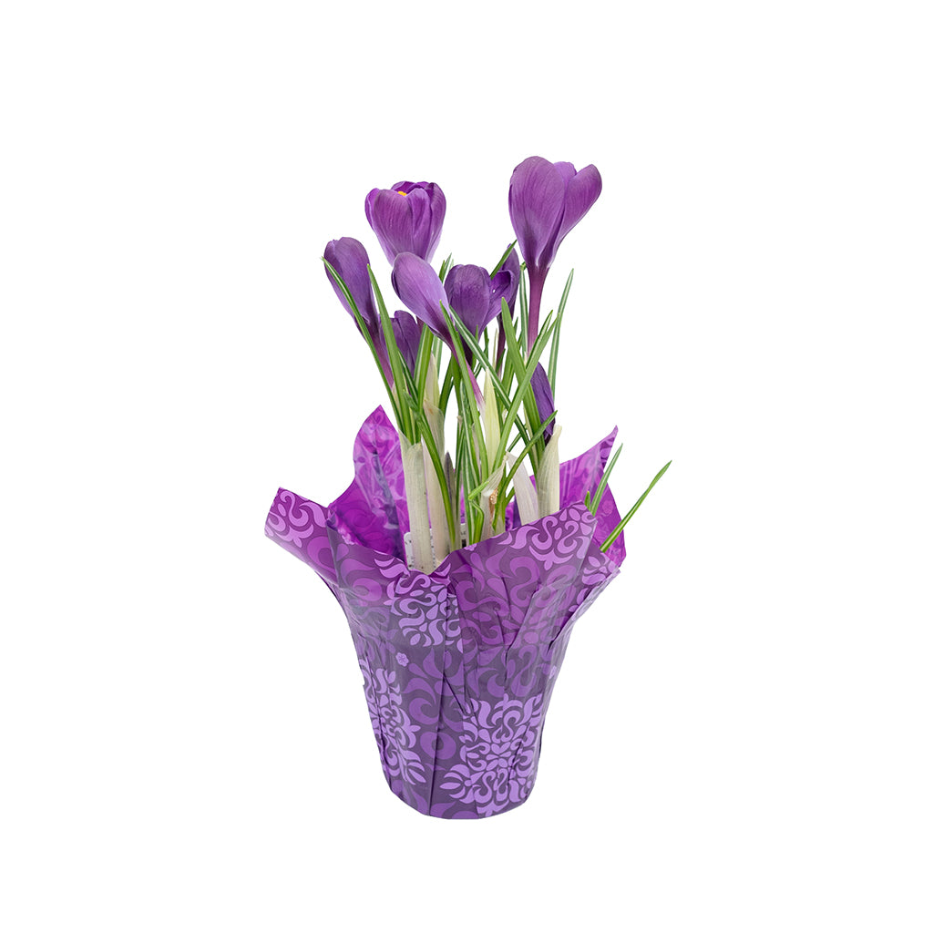 Potted Bulbs Crocus 4"