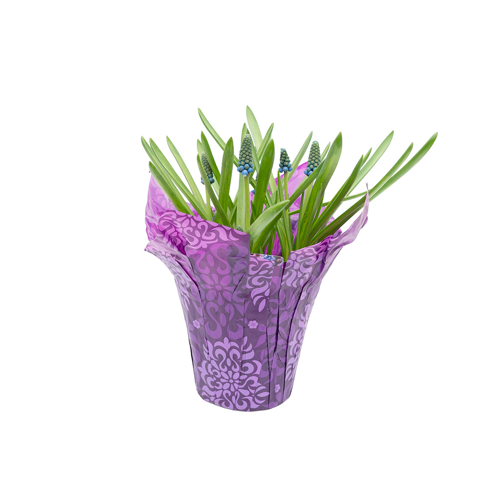 Potted Bulbs Muscari 4"
