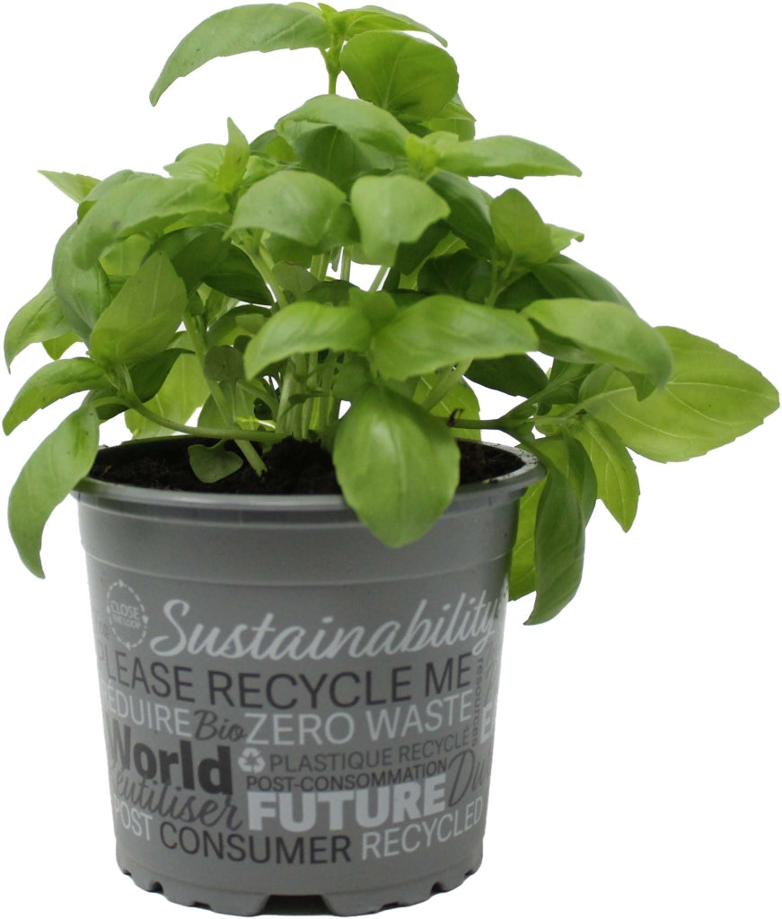 Organic Basil Genovese