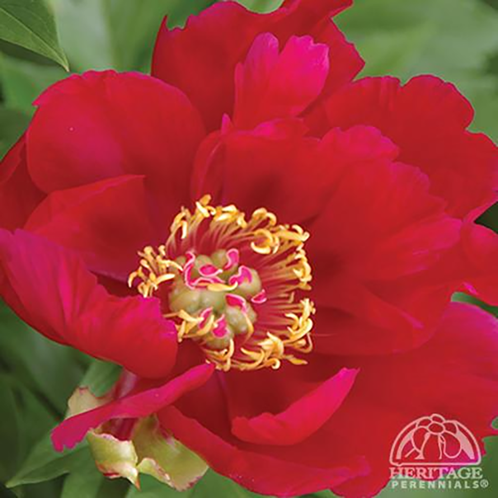 Itoh Peony - Scarlet Heaven