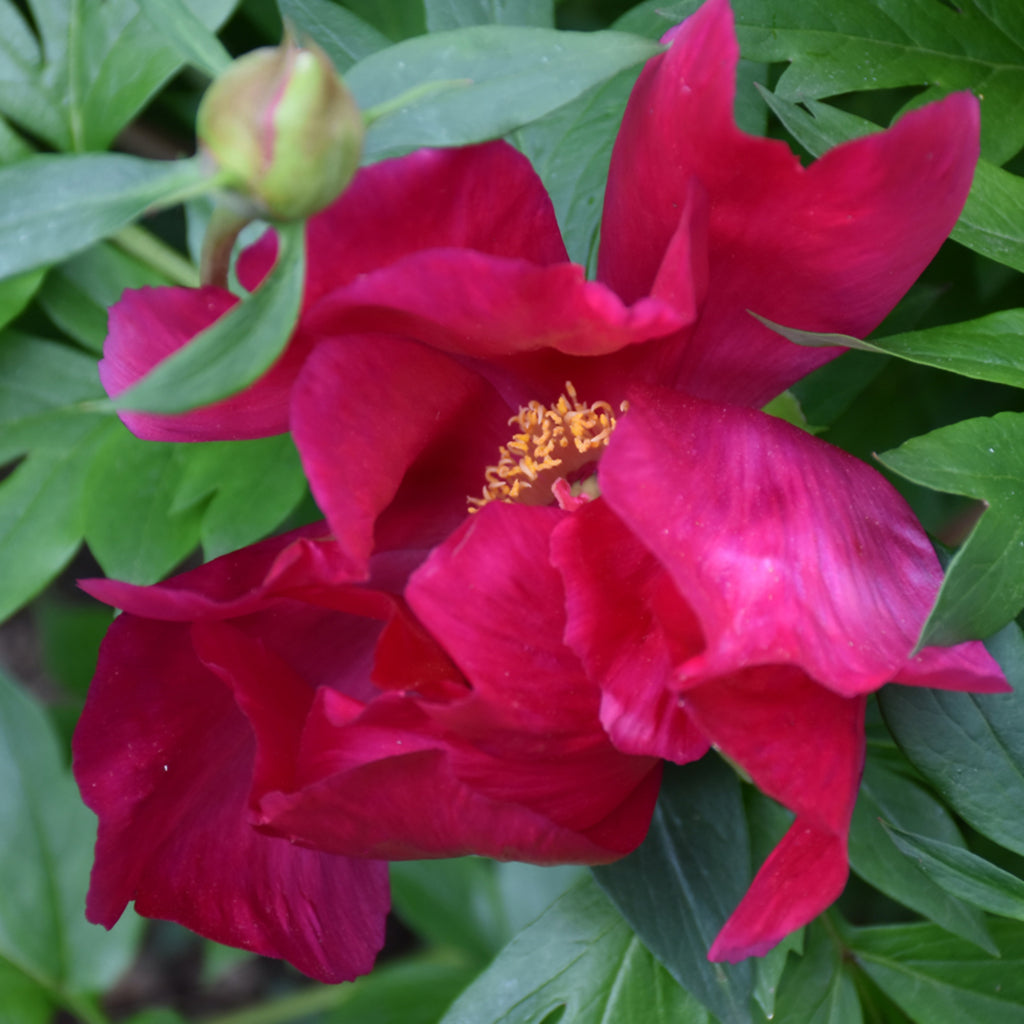 Itoh Peony - Scarlet Heaven
