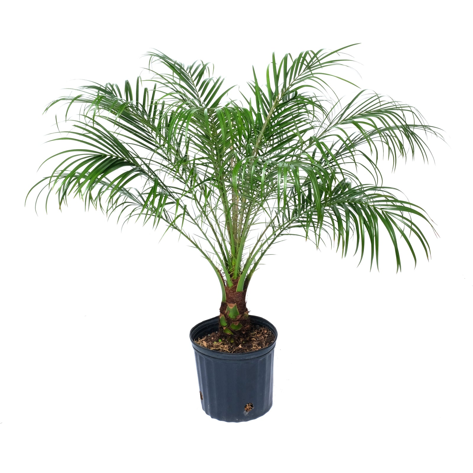 Phoenix Roebelenii Single 10"