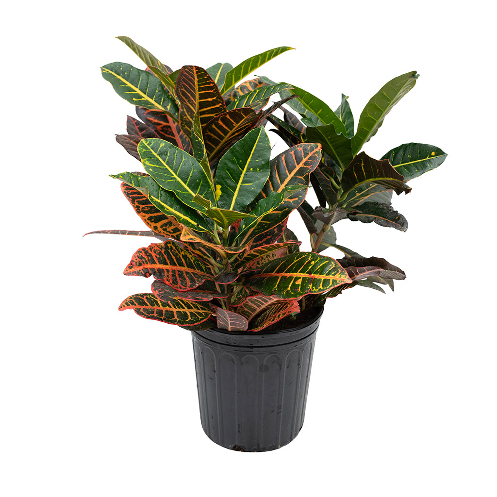 Croton Petra 10in