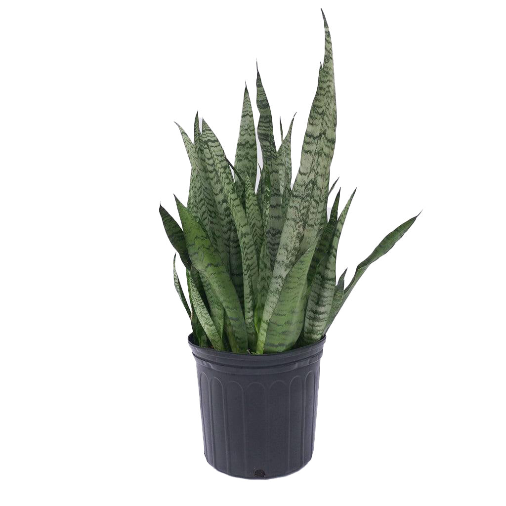 sansevieria toronto Sansevieria/Snake Plant - Zeylanica 10"