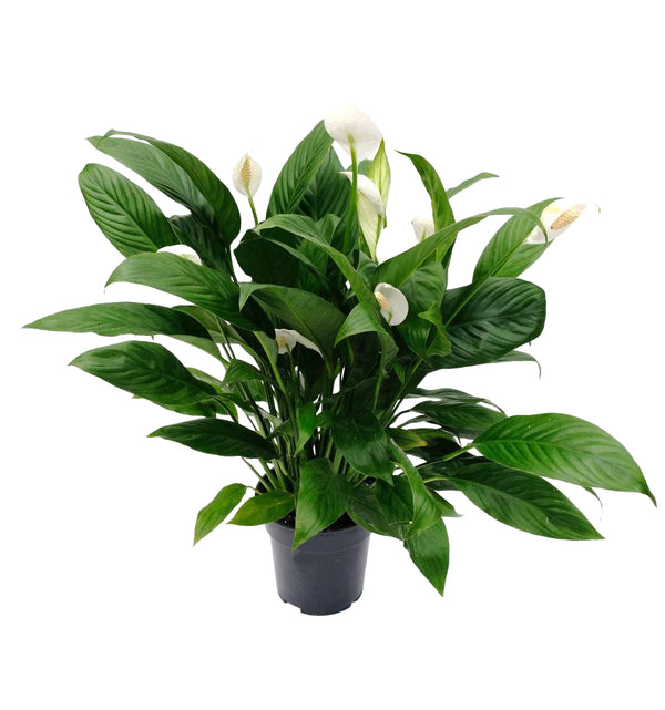 peace lily cbd Peace Lily - Sweet Pablo 10"