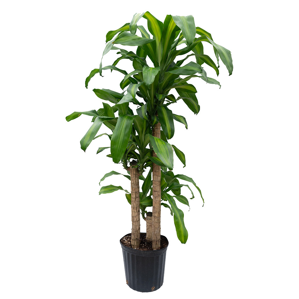 dracaena massangeana Dracaena Massangeana Cane 3-2-1 10"