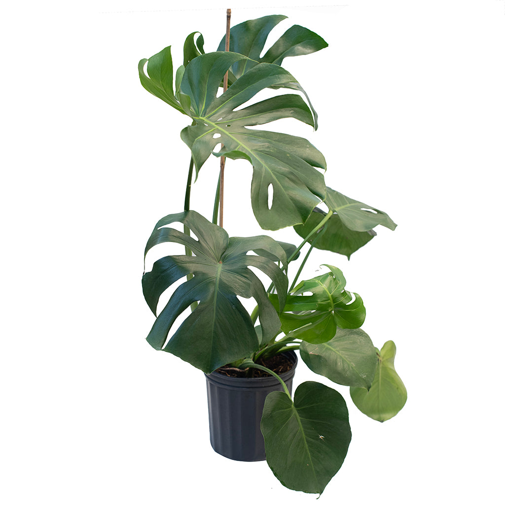 Monstera/Philodendron Swiss Cheese Plant