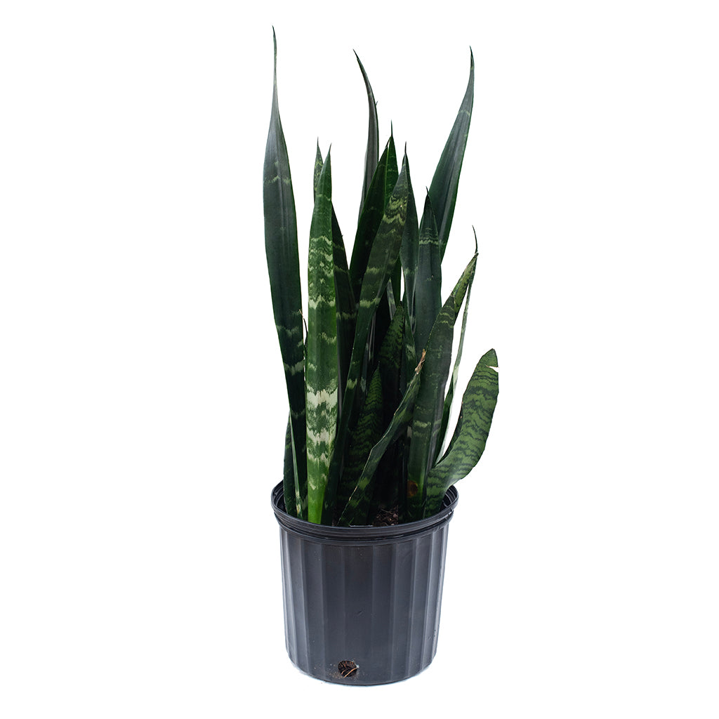 Sansevieria/Snake Plant Black Coral 10"