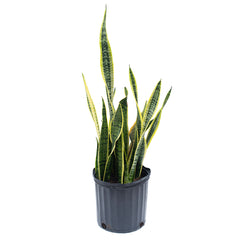 delray plants snake plant Sansevieria/Snake Plant - Striped 10