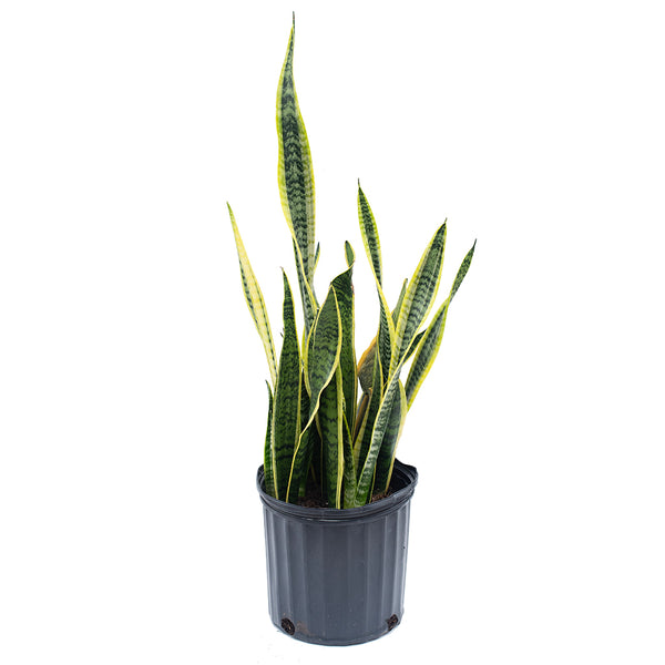 snake plant homebase Sansevieria/Snake Plant - Striped 10"