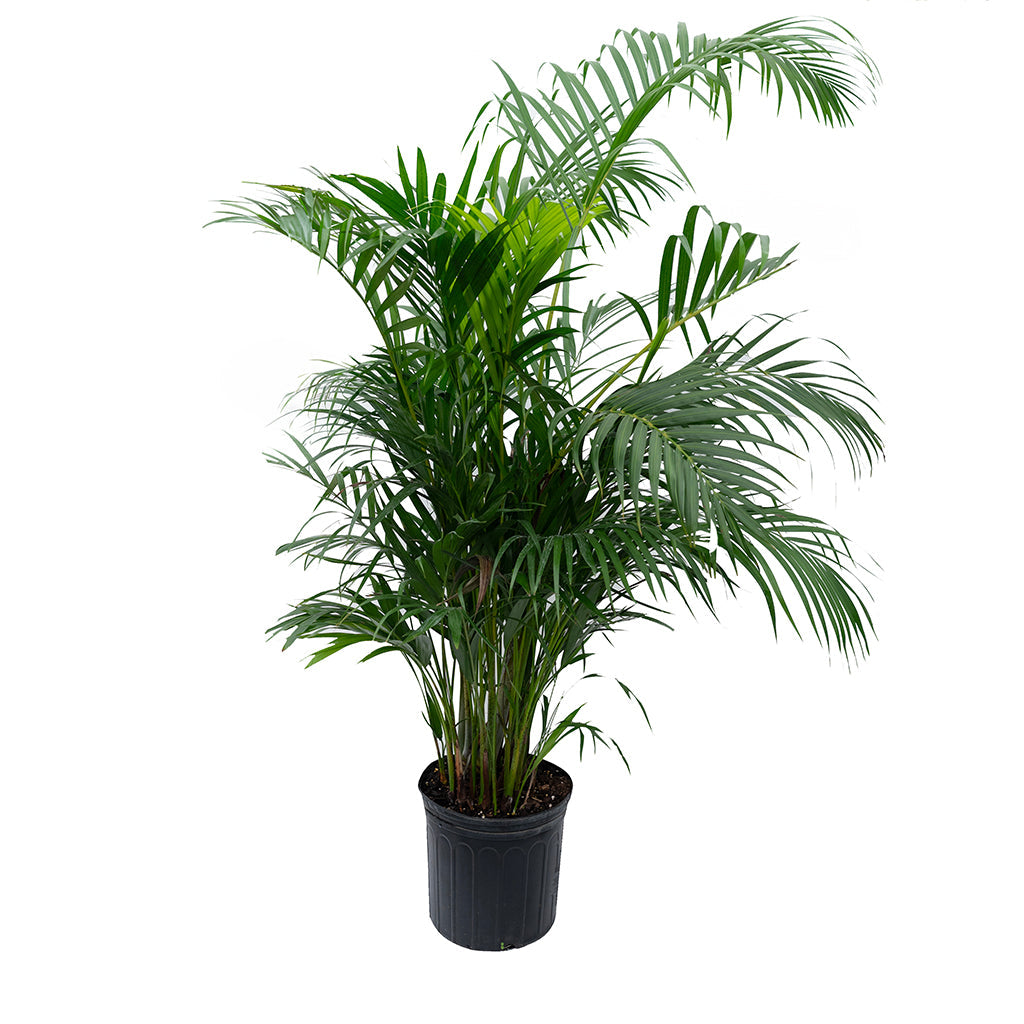 Areca Palm 10"