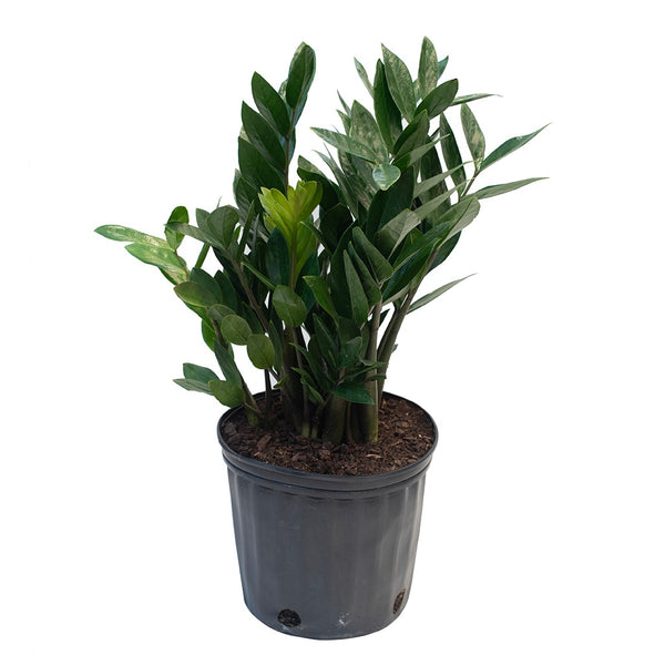 where to buy zz plant toronto Zamioculcas/Zz Plant