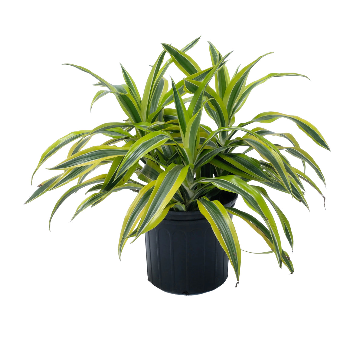 Dracaena Goldstar Warneckii 10"
