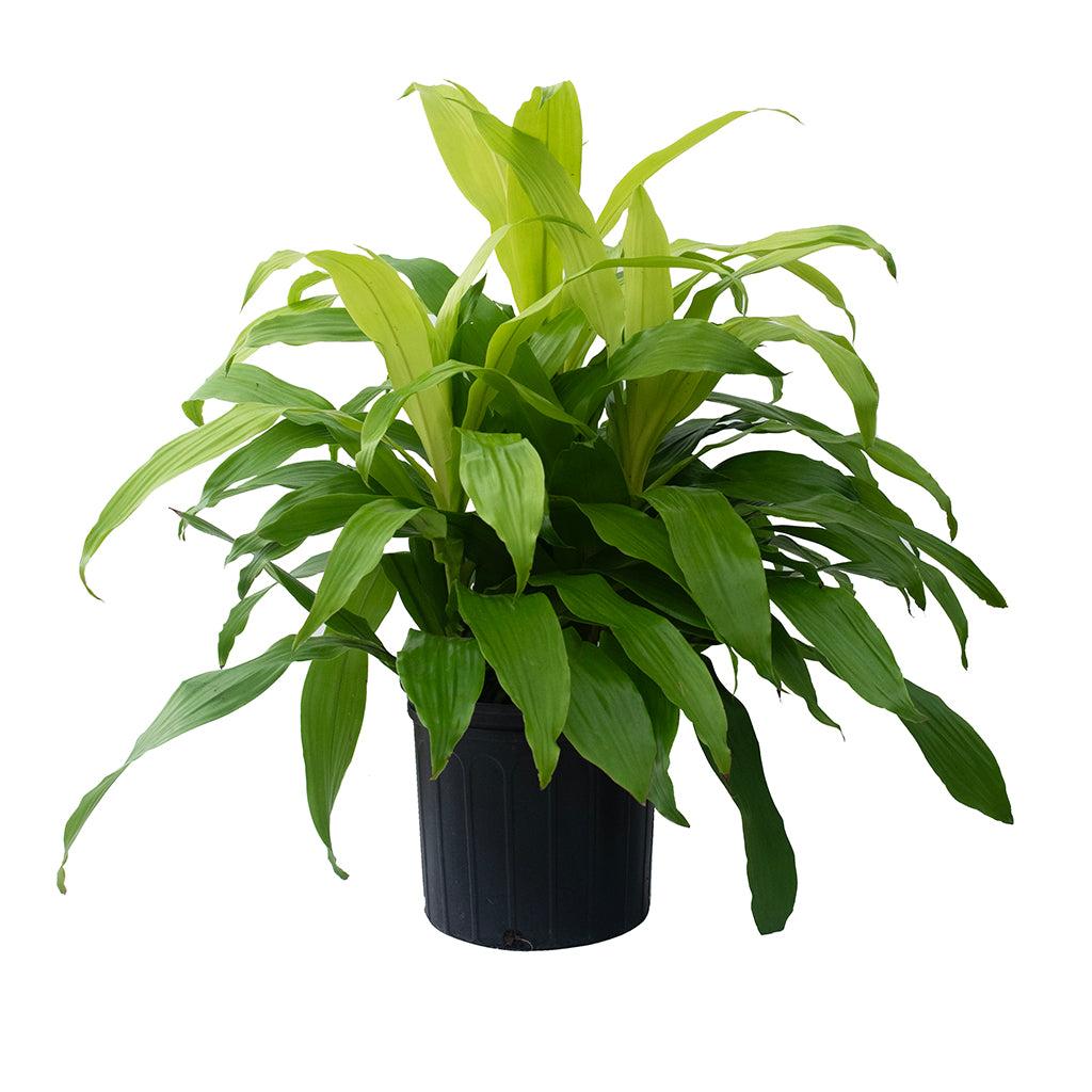limelight dracaena plant Dracaena Limelight 3ppp 10"