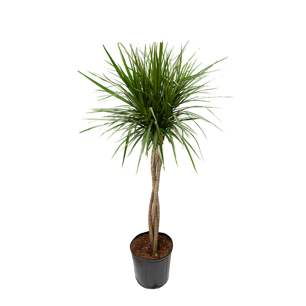 Dracaena/Dragon Tree (Braid) 10&quot;