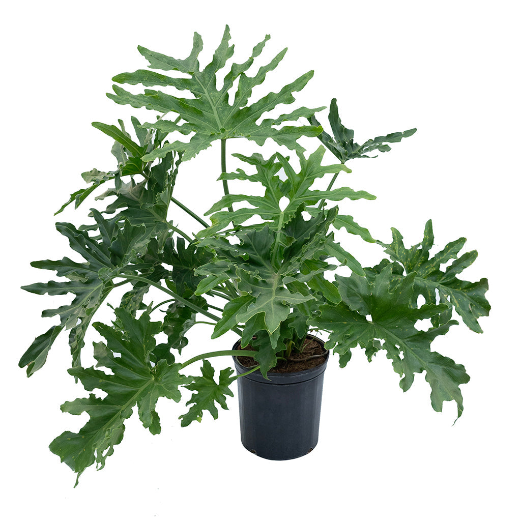 monstera philodendron selloum Philodendron Selloum 10"
