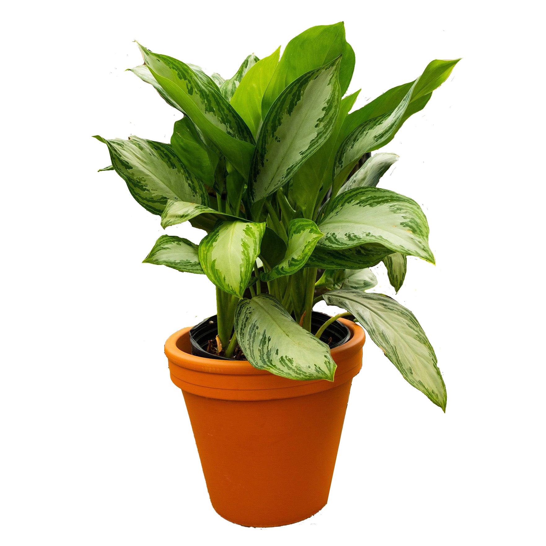 Easy Care Houseplants Tagged 