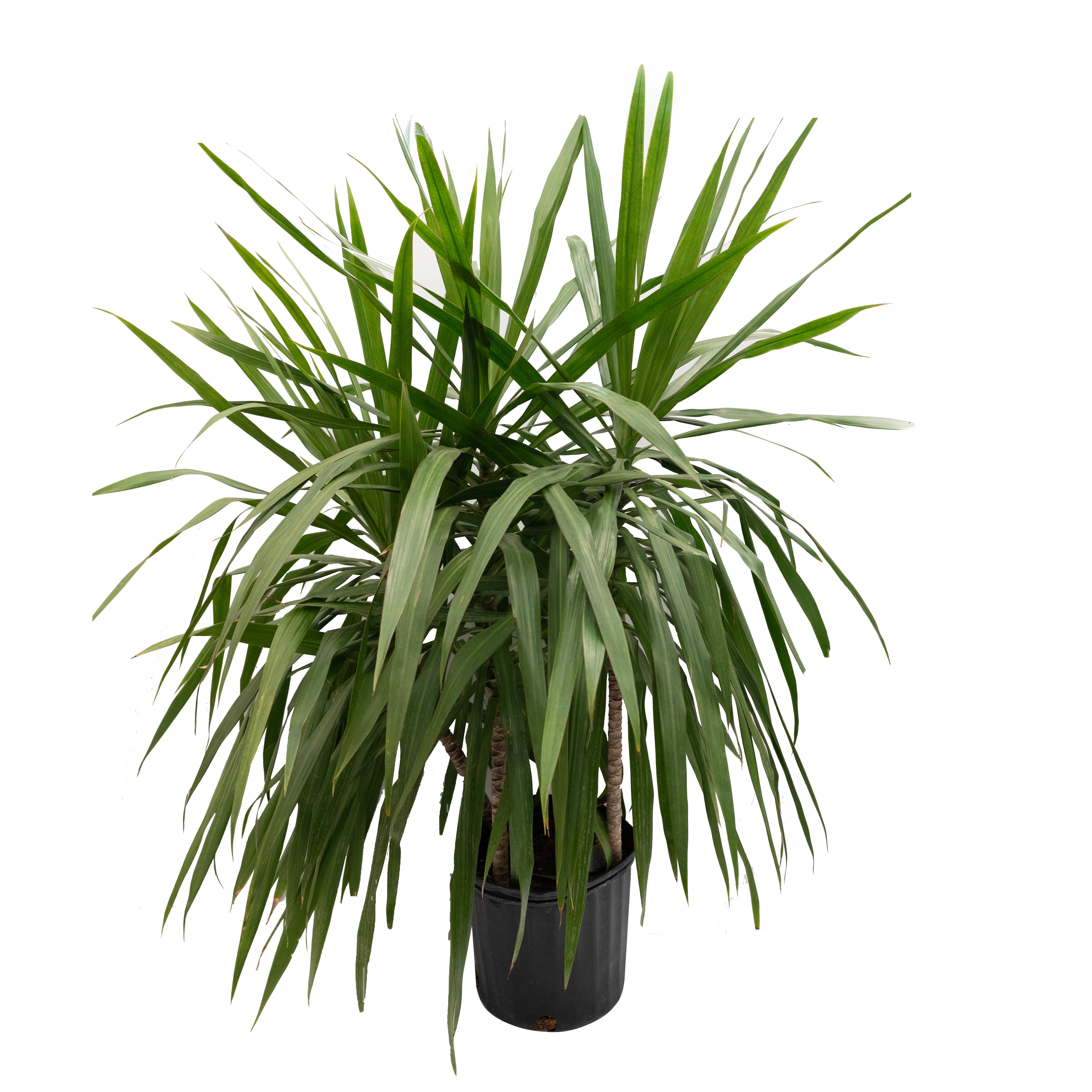 dracaena art bush Dracaena Tarzan Bush 3ppp 10"