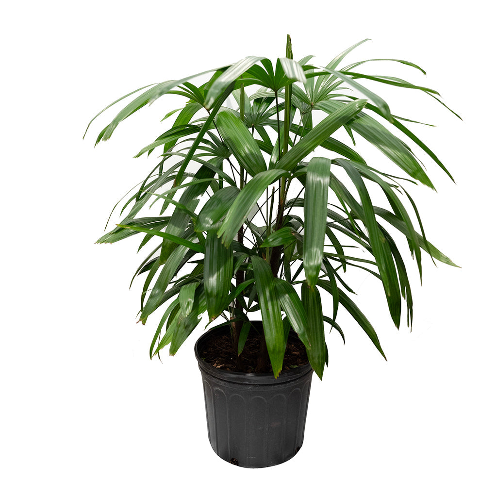 Rhapis/Broadleaf Lady Palm 10&quot;