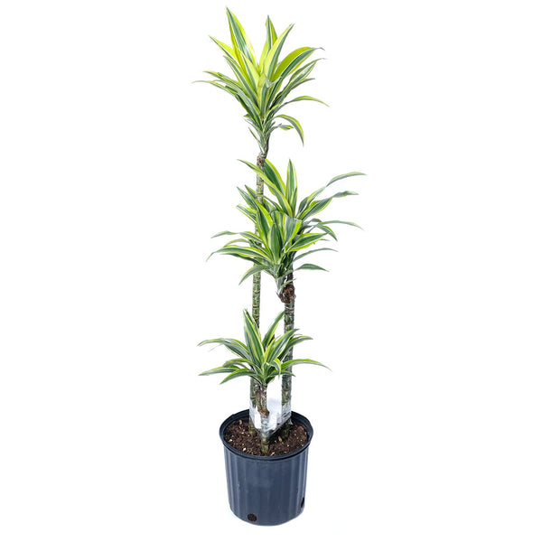 dracaena warneckii 3-3-3 Dracaena Warneckii Striped Goldstar 3-2-1 10"