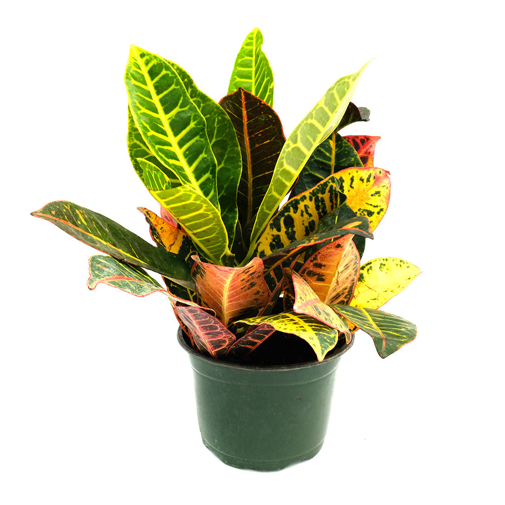 Codiaeum/Croton Petra 6"