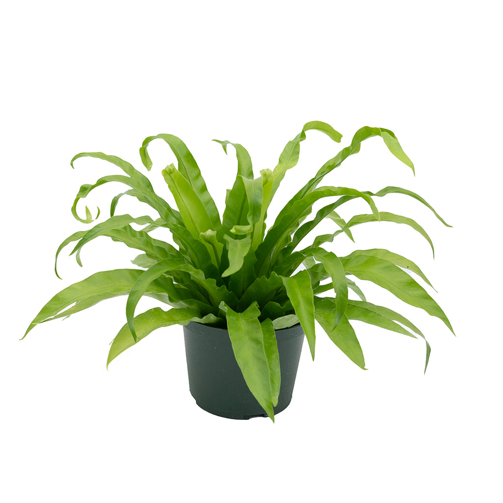 Asplenium/Birdsnest Fern