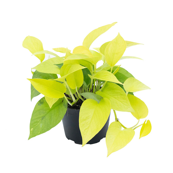 pothos chat Epipremnum/Pothos Neon 6"