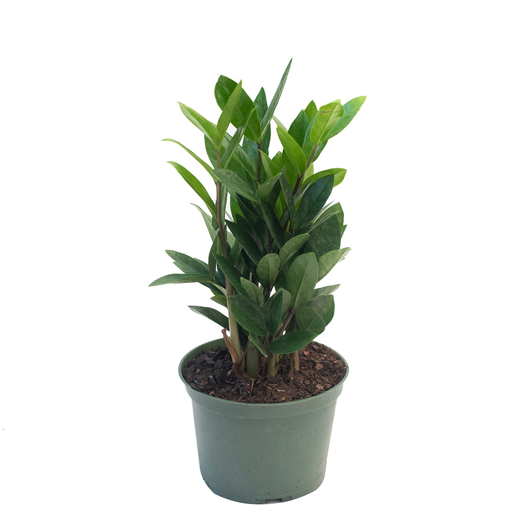 best place to buy zz plants in phoenix az ZZ Plant