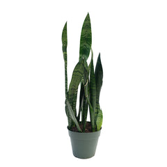 coral reef snake plant Sansevieria/Snake Plant - Black Coral 6"