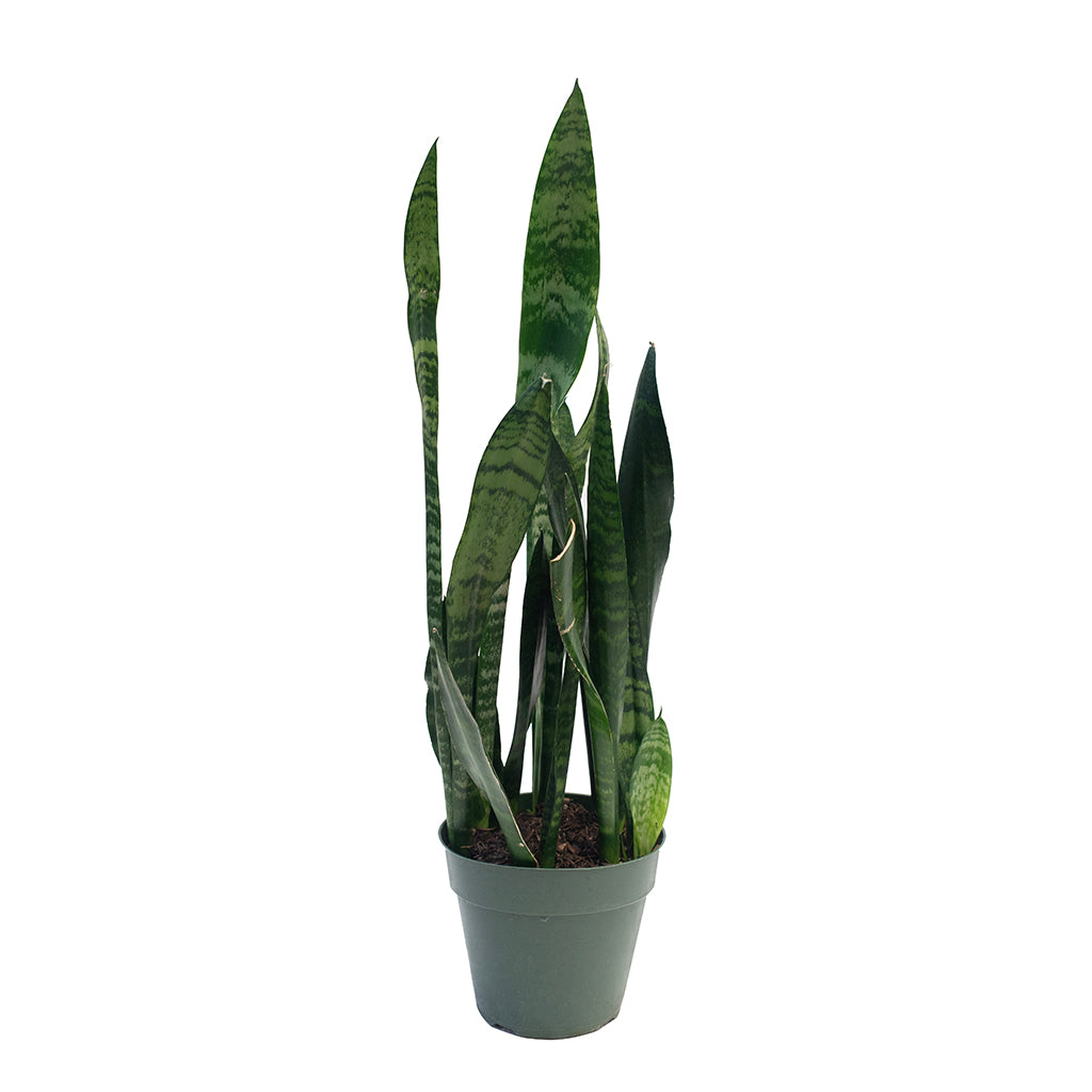 snake plant toronto Sansevieria/Snake Plant