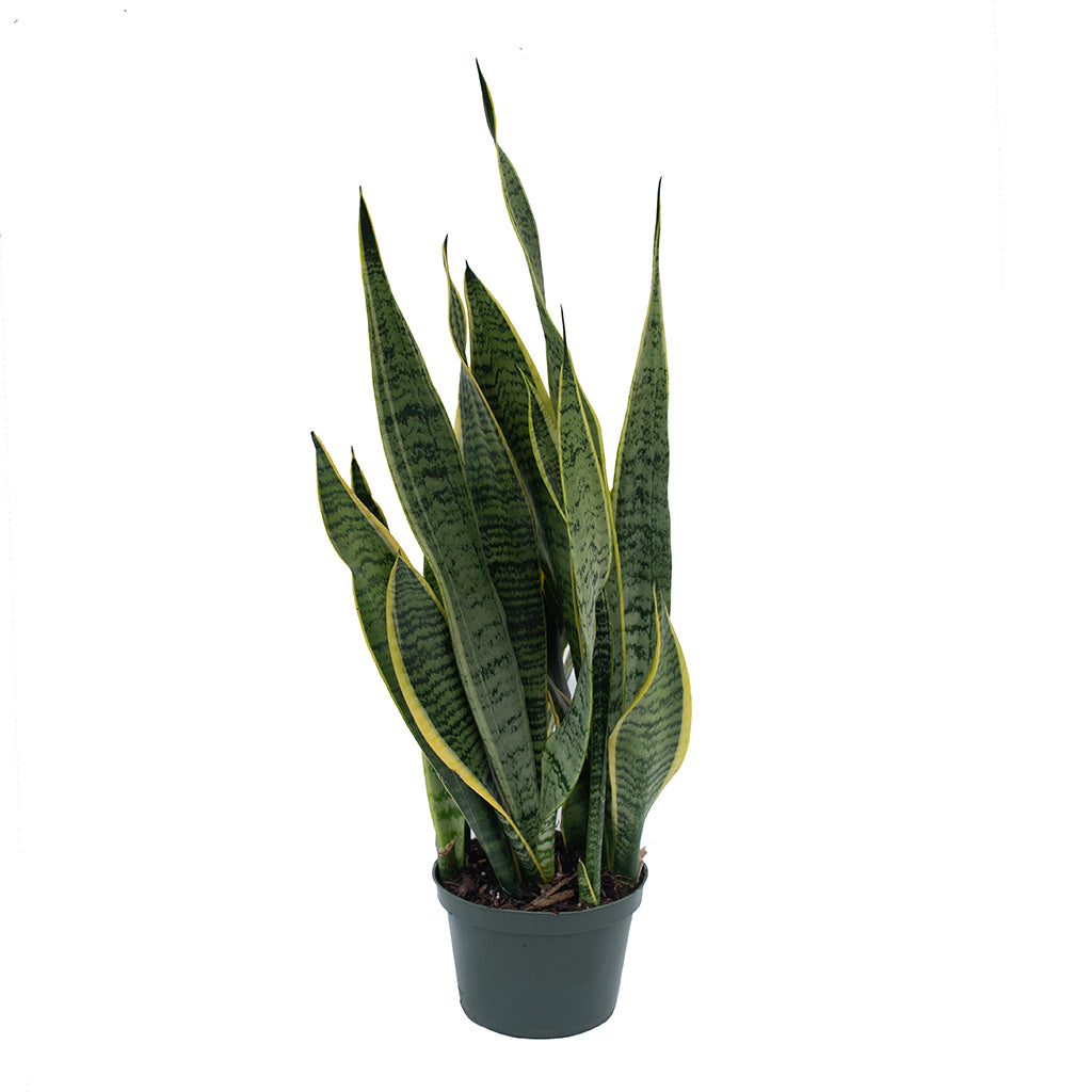 striped sansevieria Sansevieria/Snake Plant